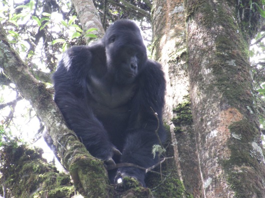 The indomitable Silverback